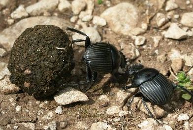 Two dung beetles fighting for a dung ball